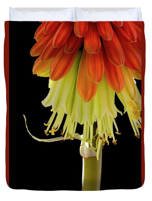 Orange Duvet Cover featuring the photograph Below a Red Hot Poker flower by Christy Garavetto