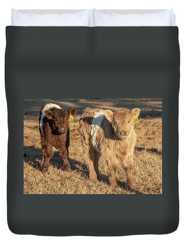 Belted Galloway Duvet Cover featuring the photograph Beltie Babies by Minnie Gallman