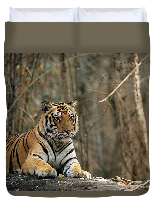 Big Cat Duvet Cover featuring the photograph Bengal Tiger Panthera Tigris Tigris by James Warwick