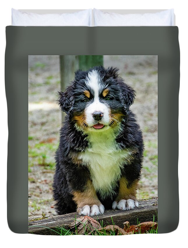 Dog Duvet Cover featuring the photograph Bernese Mountain Dog Puppy by Pelo Blanco Photo