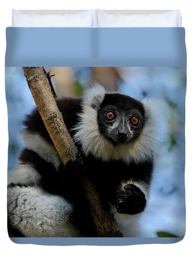 Black Color Duvet Cover featuring the photograph Black-and-white Ruffed Lemur by Jlr