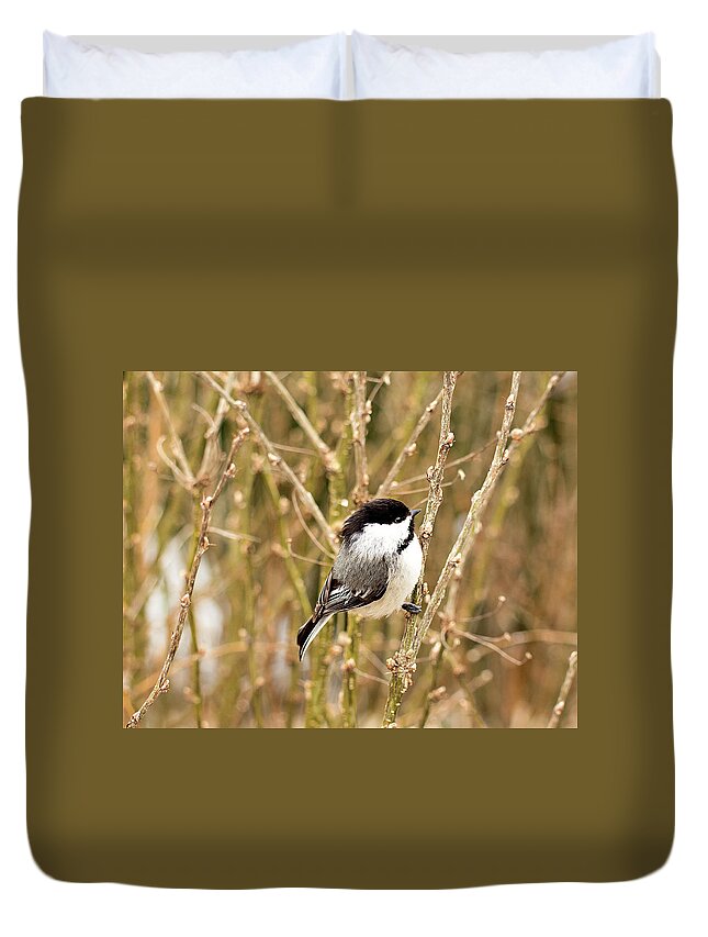 Black Capped Chickadee Duvet Cover featuring the photograph Black Capped Chickadee Print by Gwen Gibson