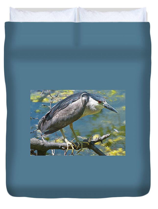 Alertness Duvet Cover featuring the photograph Black Crowned Night-heron by Nature Images By Keith Bowers