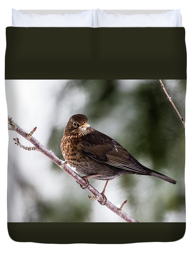 Female Common Blackbird Duvet Cover featuring the photograph Blackbird with snow on the beak by Torbjorn Swenelius