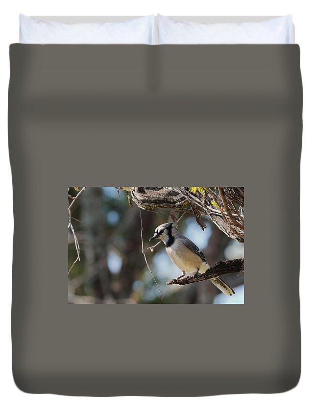 Blue Jay Duvet Cover featuring the photograph Blue Jay 1248 by John Moyer