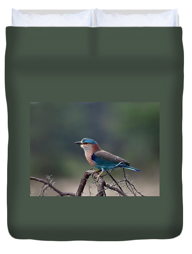 Blue Jay Duvet Cover featuring the photograph Blue Jay Or Indian Roller by Nature Photography By Jayaprakash