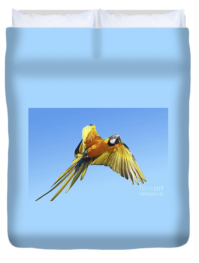 Flying Parrot Duvet Cover featuring the photograph Blue Macaw in flight by Gregory DUBUS
