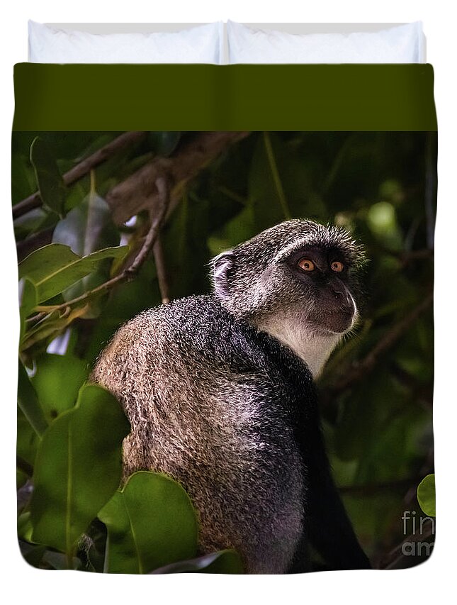 Monkey Duvet Cover featuring the photograph Blue monkey, Zanzibar by Lyl Dil Creations