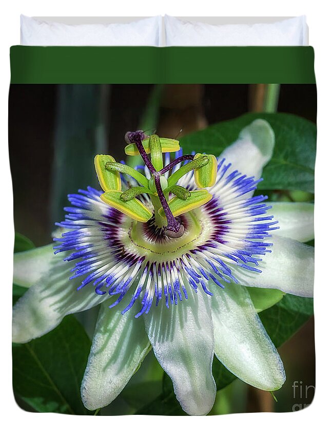 Blue Passion Flower Duvet Cover featuring the photograph Blue Passion Flower by Priscilla Burgers