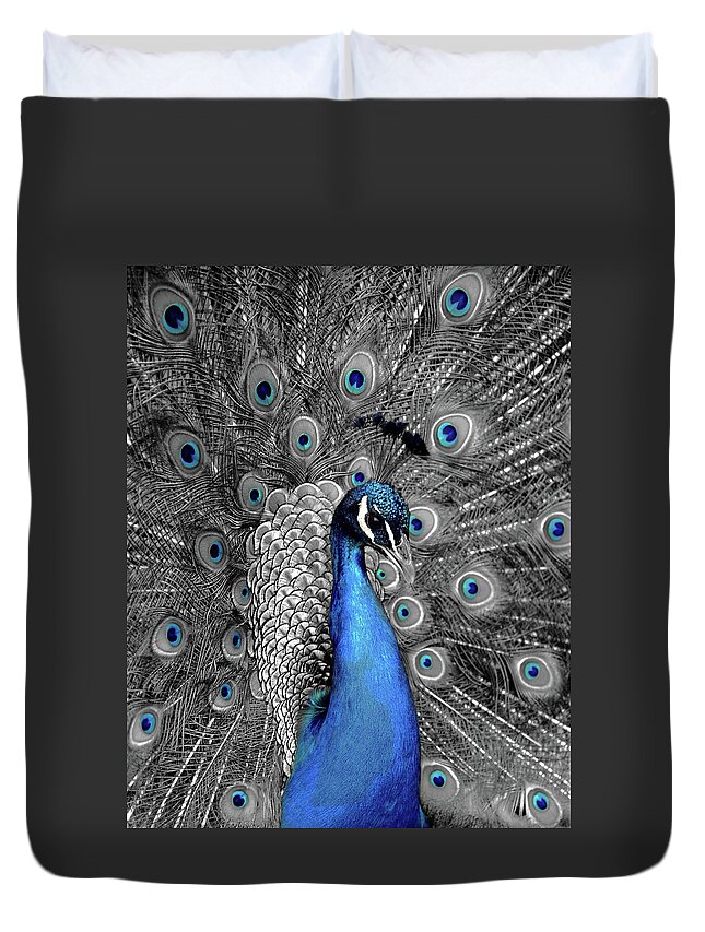 Indian Peafowl Duvet Cover featuring the photograph Blue Peacock by Saffron Blaze