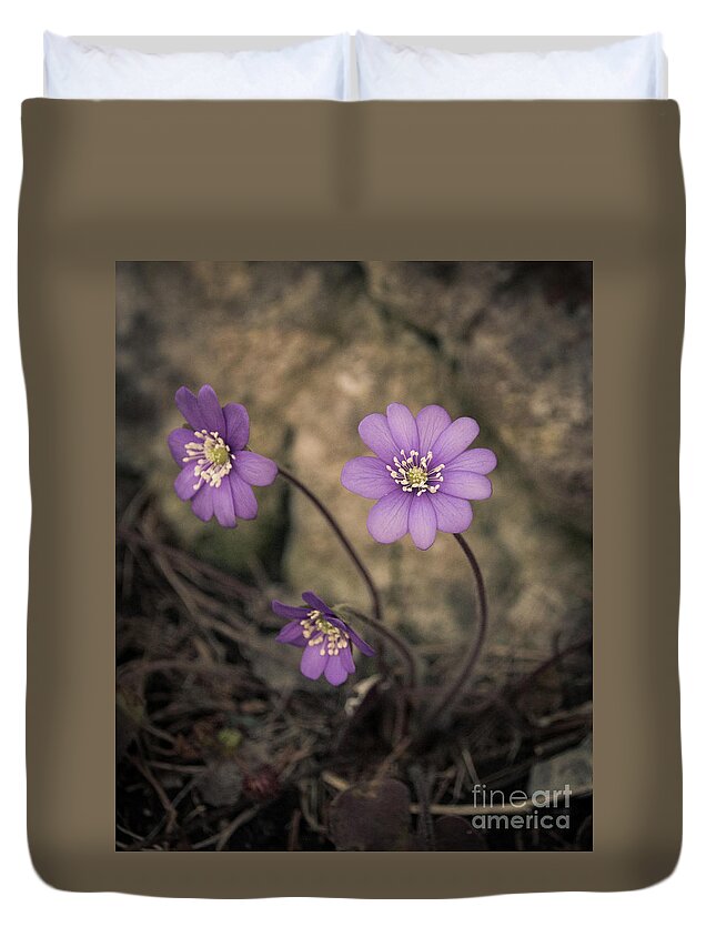 Common Duvet Cover featuring the photograph Blue violet anemone flower growing in a stone wall by Amanda Mohler