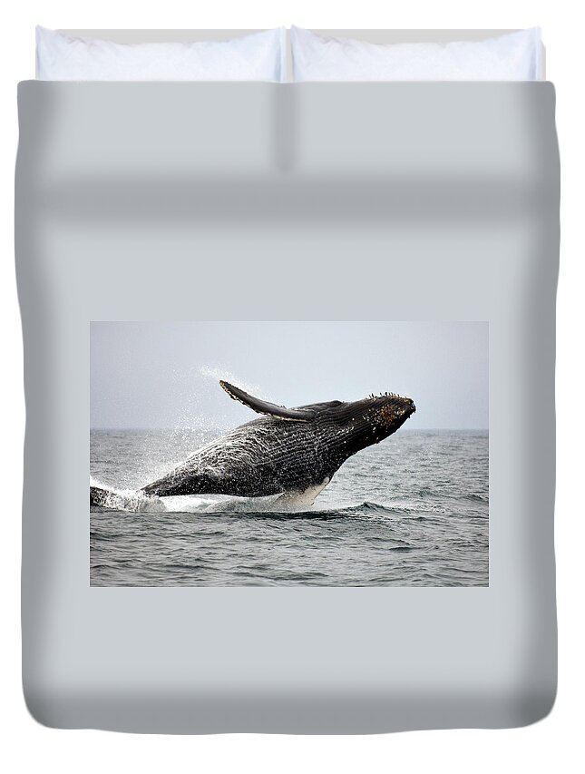 Animal Themes Duvet Cover featuring the photograph Breaching Humpback Whale by Scott Eggers
