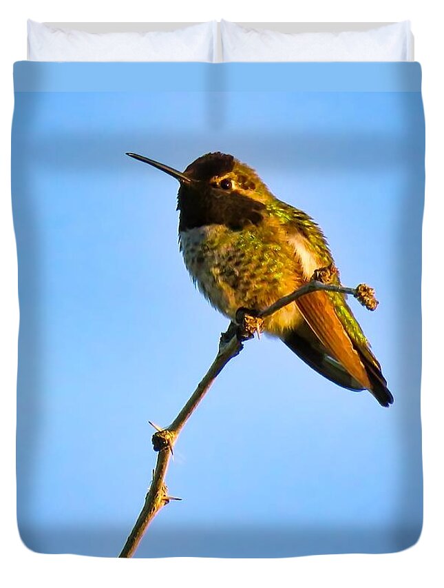 Animals Duvet Cover featuring the photograph Bright LIttle Buddy by Judy Kennedy