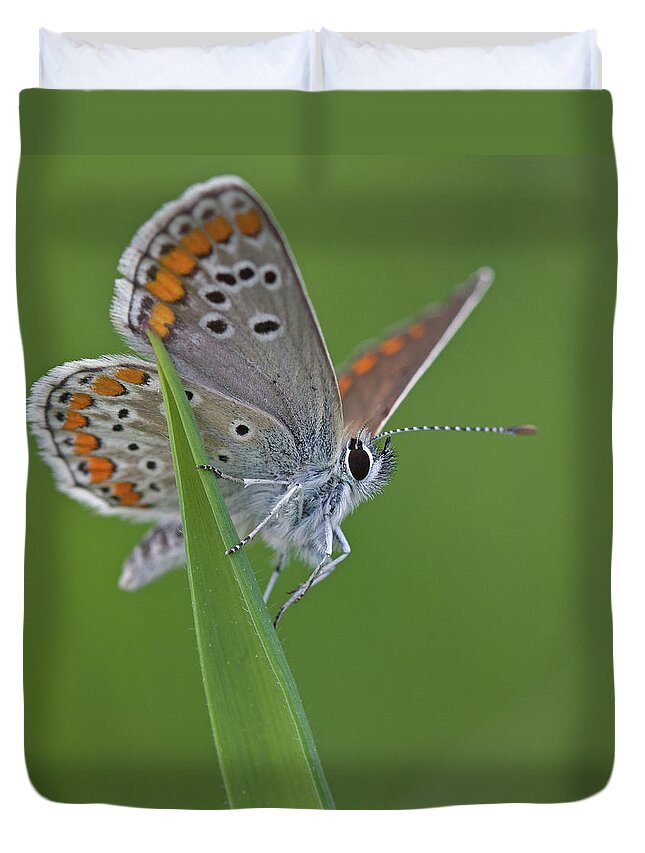 Animal Themes Duvet Cover featuring the photograph Brown Argus Aricia Agestis by Anne Sorbes