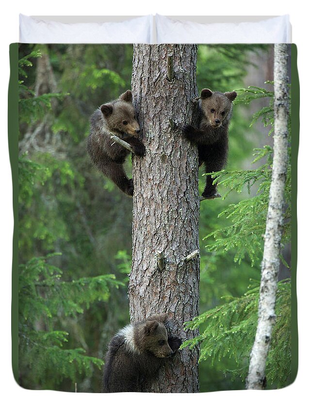 Brown Bear Duvet Cover featuring the photograph Brown Bear Cubs Climbing Tree, Taiga by David Fettes
