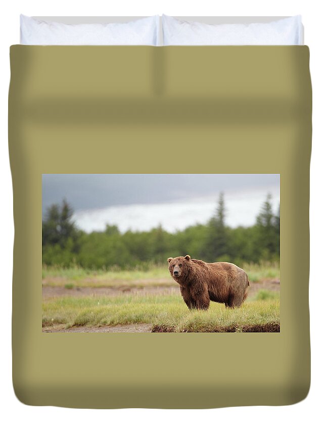 Brown Bear Duvet Cover featuring the photograph Brown Bear by Kaidokarner