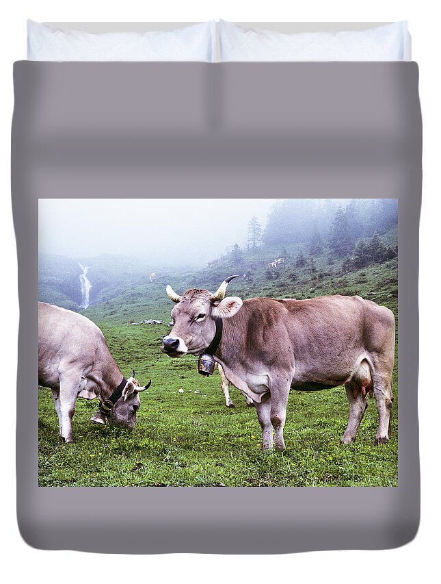 Cow Duvet Cover featuring the photograph Brown Swiss Cows In A Foggy Meadow by Jeffgoulden