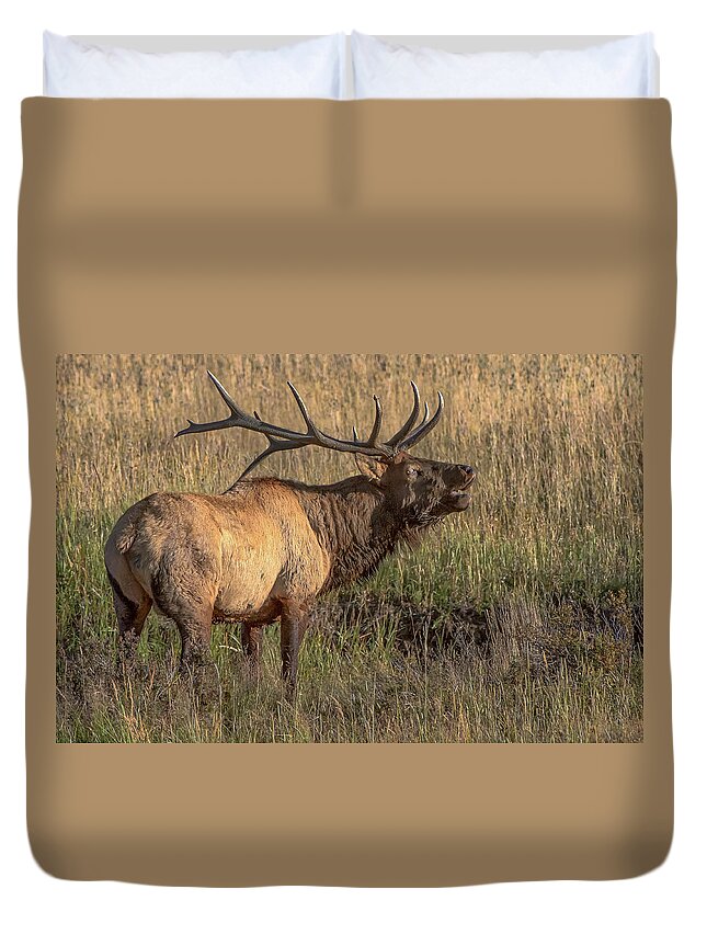 Nature Duvet Cover featuring the photograph Bugling Bull Elk 7777 by Donald Brown
