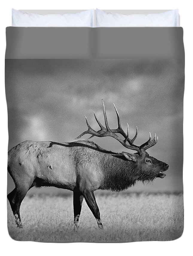 Disk1215 Duvet Cover featuring the photograph Bull Elk Bugling by Tim Fitzharris