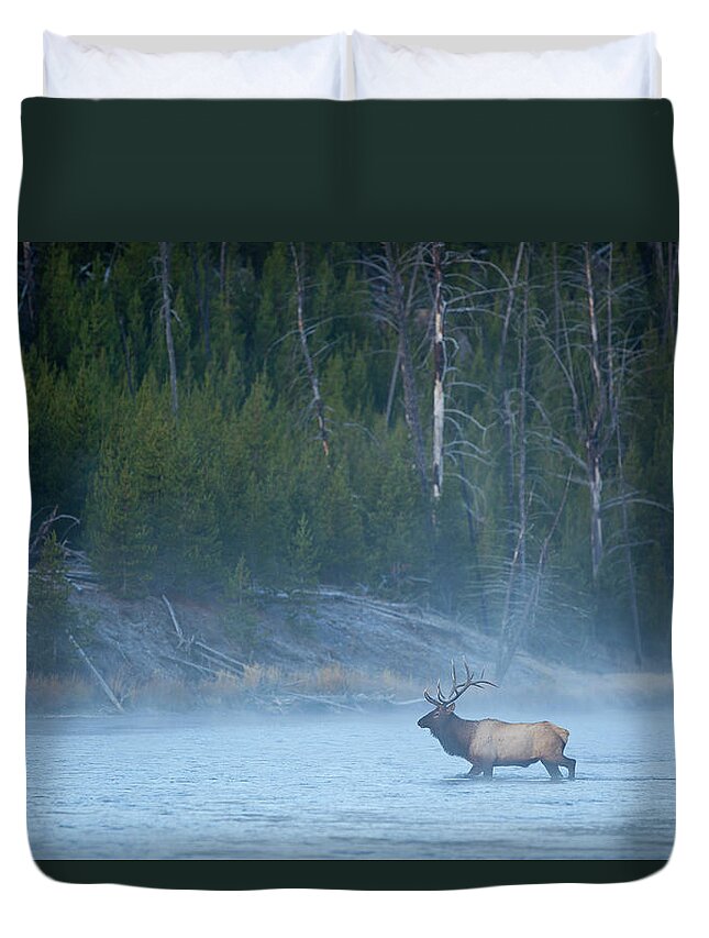 Environmental Conservation Duvet Cover featuring the photograph Bull Elk Crossing River In Morning by Noah Clayton
