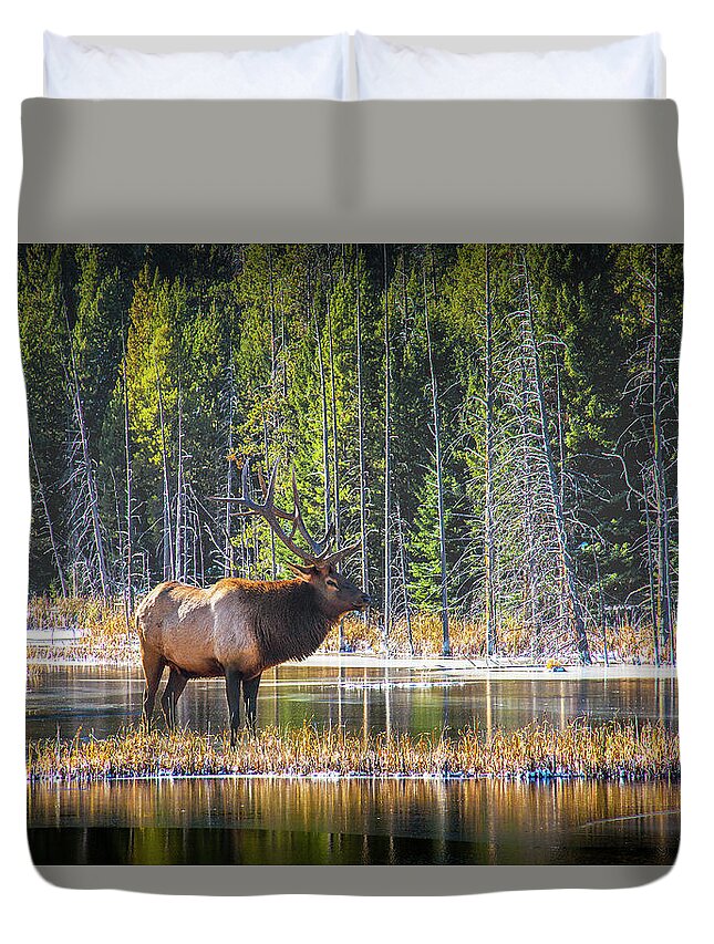 Elk Duvet Cover featuring the photograph Bull Elk in Autumn at Yellowstone National Park by Randall Nyhof