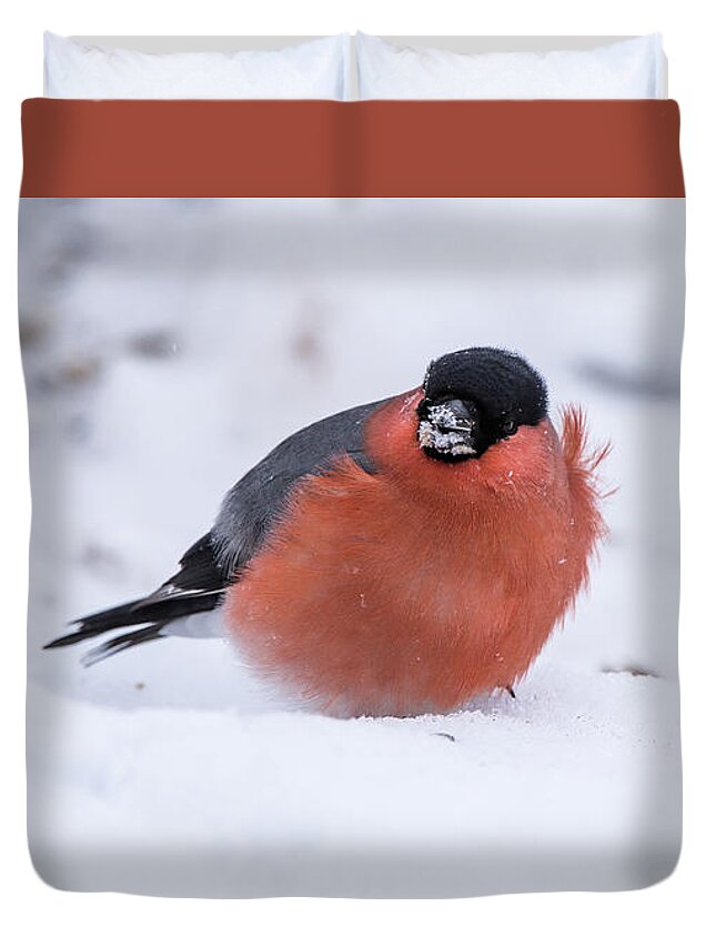 Bullfinch On The Snow Duvet Cover featuring the photograph Bullfinch a blowy day on the snow by Torbjorn Swenelius