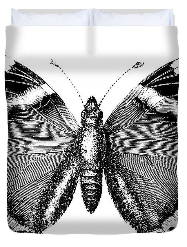 White Background Duvet Cover featuring the digital art Butterfly | Antique Animal Illustrations by Nicoolay