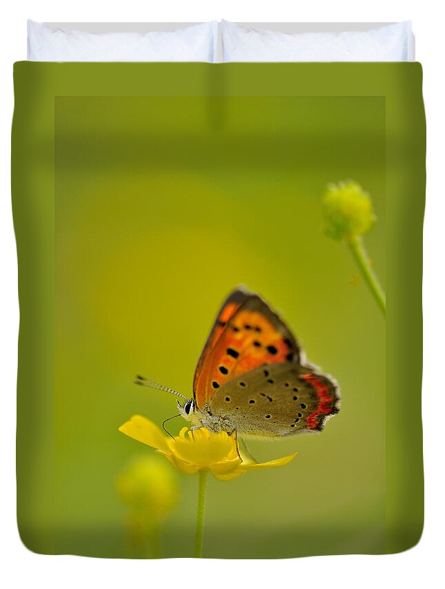 Insect Duvet Cover featuring the photograph Butterfly And Japanese Buttercup by Myu-myu