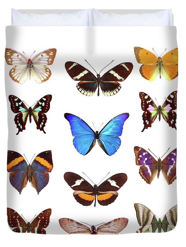 White Background Duvet Cover featuring the photograph Butterfly Collection by Imv