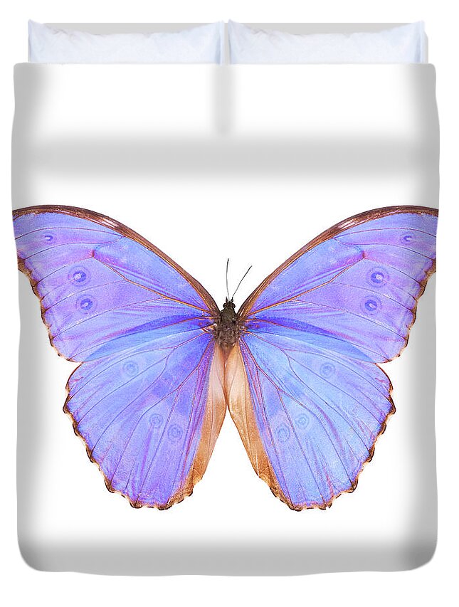 White Background Duvet Cover featuring the photograph Butterfly Morpho Godarti by Liliboas