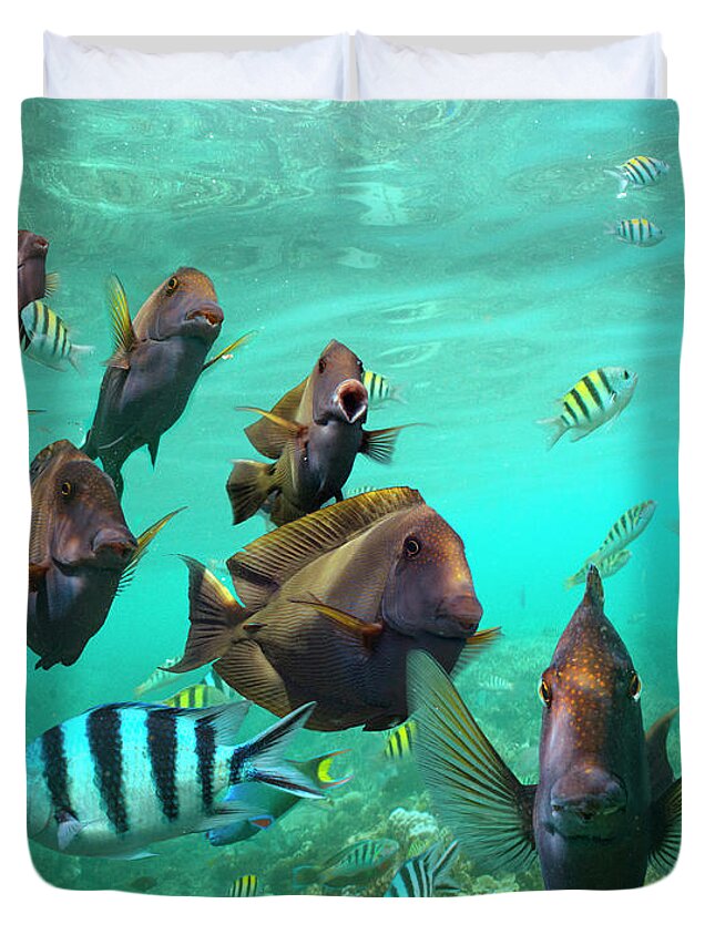 00586452 Duvet Cover featuring the photograph Butterflyfish And Sergeant Major Damselfish, Negros Oriental, Philippines by Tim Fitzharris