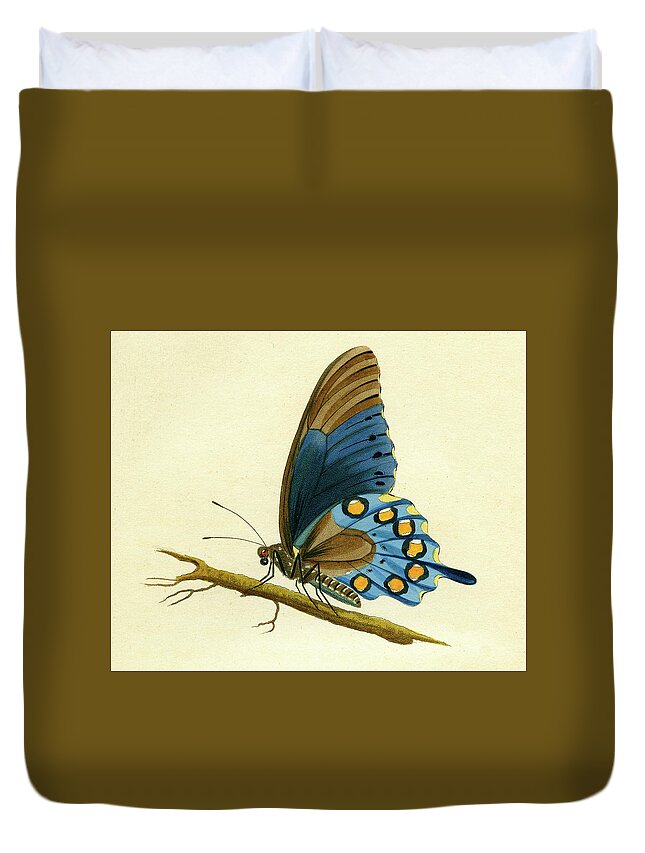 Entomology Duvet Cover featuring the mixed media butterfy detail - Papilio Philenor by Unknown
