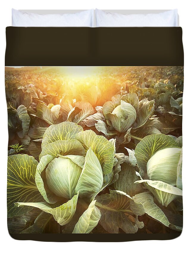Outdoors Duvet Cover featuring the photograph Cabbage Field At Sunset by Rubberball