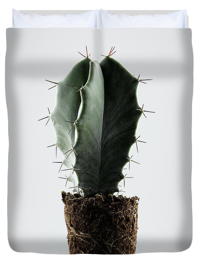 White Background Duvet Cover featuring the photograph Cactus On White Background by Chris Stein