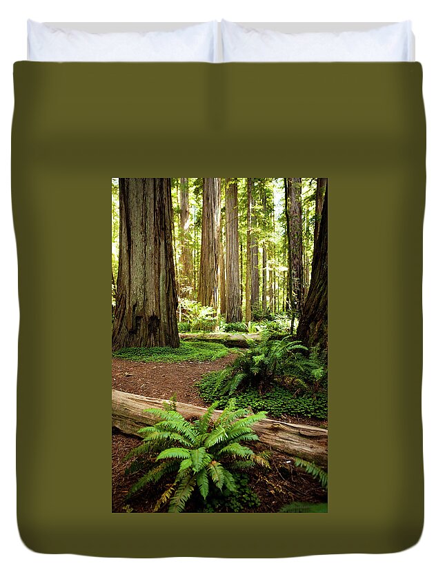 Sequoia Tree Duvet Cover featuring the photograph California Redwood Forest by Andipantz