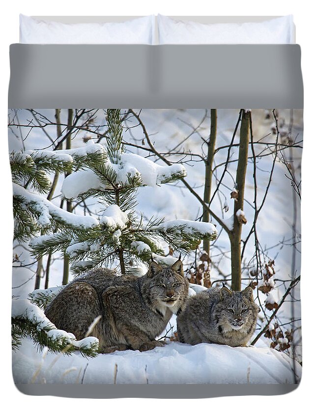 Three Quarter Length Duvet Cover featuring the photograph Canada Lynx Lynx Canadensis Mother And by Mark Newman / Design Pics