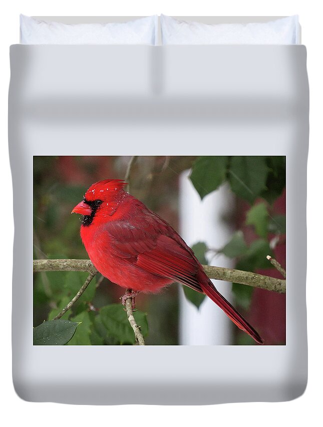 Cardinal Duvet Cover featuring the photograph Cardinal in Winter by Linda Stern