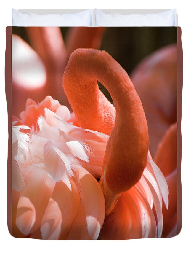 Animal Themes Duvet Cover featuring the photograph Caribbean Flamingo, Phoenicopterus Ruber by Nancy Nehring