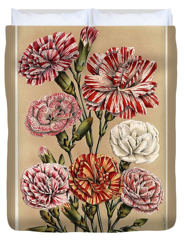 Botanical Illustration Duvet Cover featuring the drawing Carnation or clove pink cultivars. Flowers of the Gardens and Hothouses of Europe, Belgium, 1857. by Album
