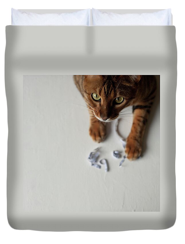 White Background Duvet Cover featuring the photograph Cat Playing With Paper by Michael Adendorff