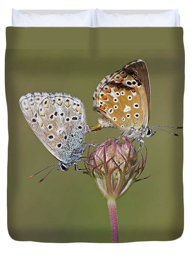 Common Blue Butterfly Duvet Cover featuring the photograph Chalkhill Blue by Anne Sorbes