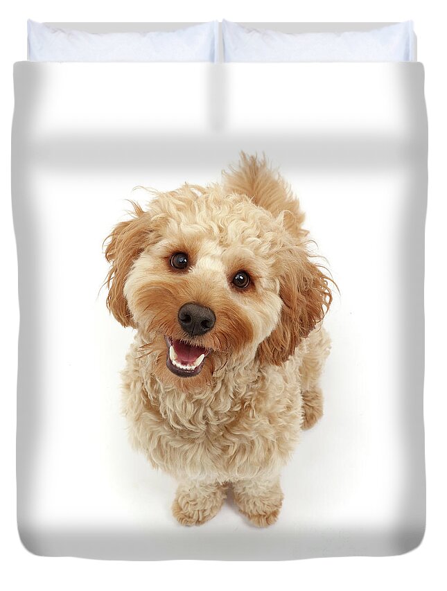 Cockapoo Duvet Cover featuring the photograph Cheerful Cavapoo by Warren Photographic