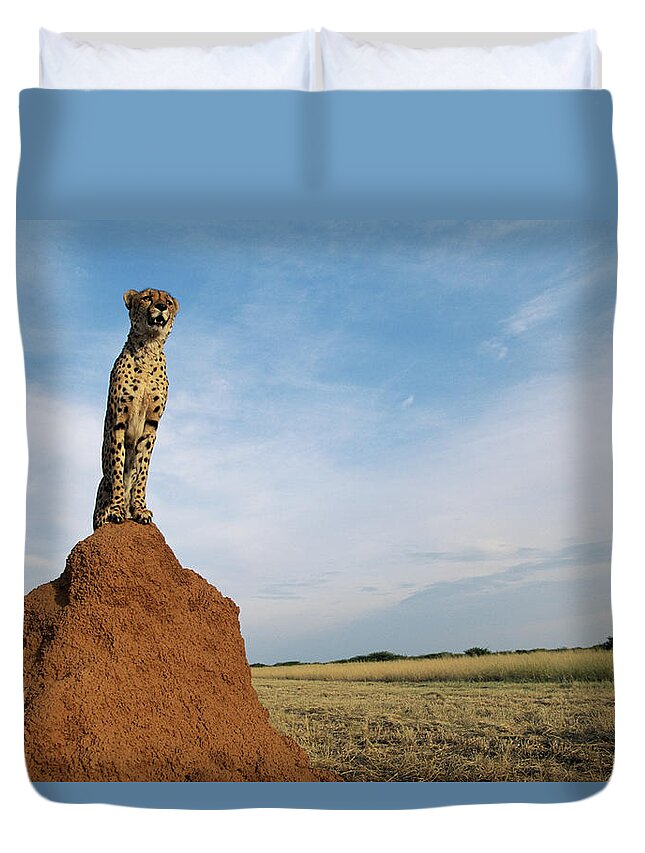 Part Of A Series Duvet Cover featuring the photograph Cheetah Acinonyx Jubatus On Ant Hill by Gallo Images-dave Hamman