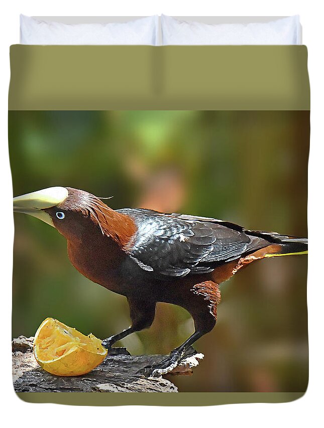 Birds Duvet Cover featuring the photograph Chestnut-headed Oropendola by Alan Lenk
