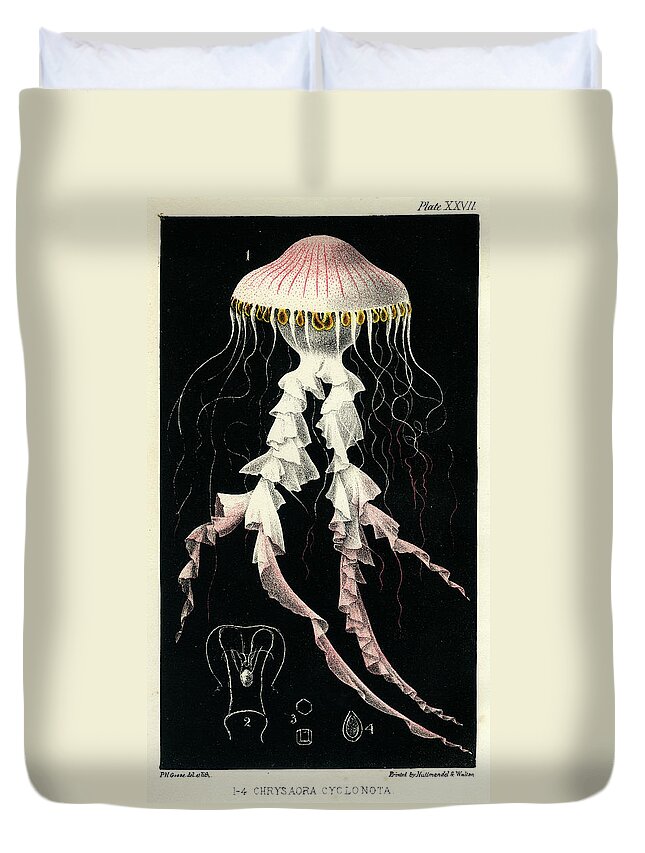 Sealife Duvet Cover featuring the mixed media Chrysaora Cyclonota by Philip Henry Gosse