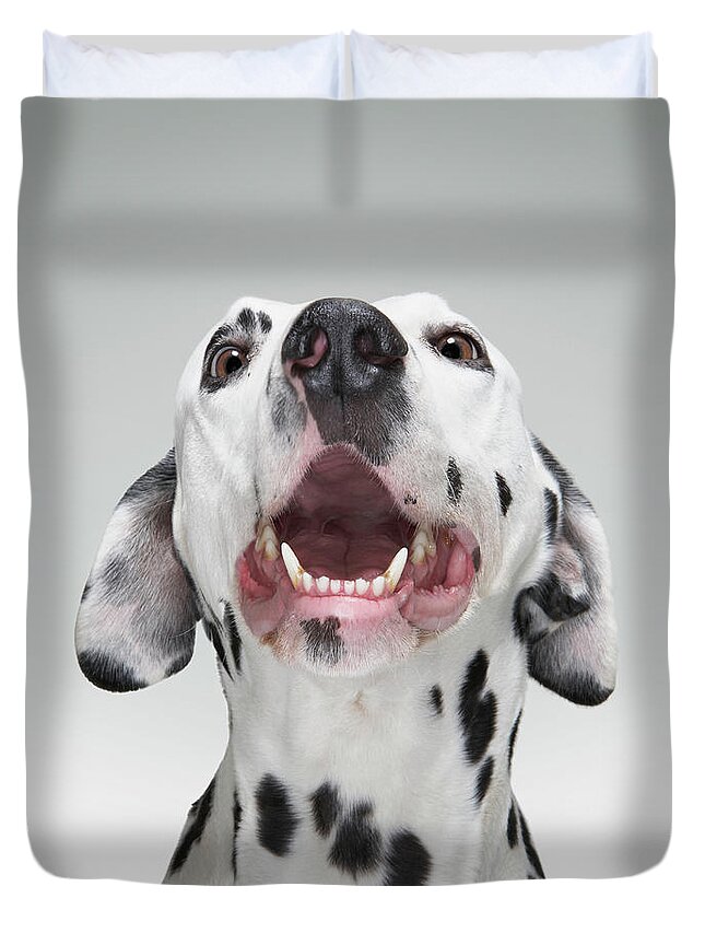 White Background Duvet Cover featuring the photograph Close Up Of A Dalmatian Dog by Tim Macpherson