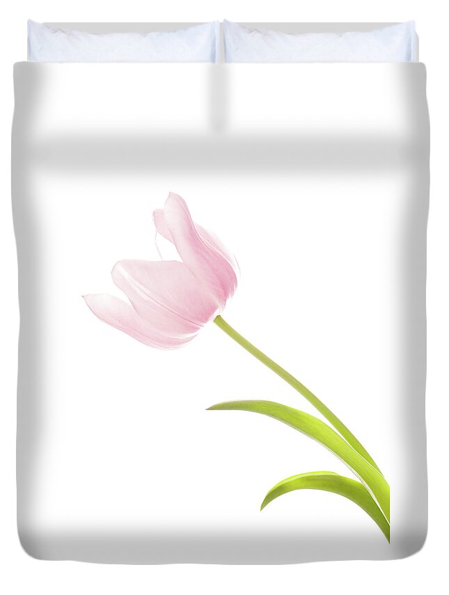 White Background Duvet Cover featuring the photograph Close Up Of Beautiful Pink Tulip by Gspictures