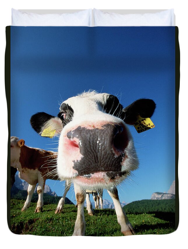 Animal Nose Duvet Cover featuring the photograph Close-up Of Cows Nose by Martin Ruegner