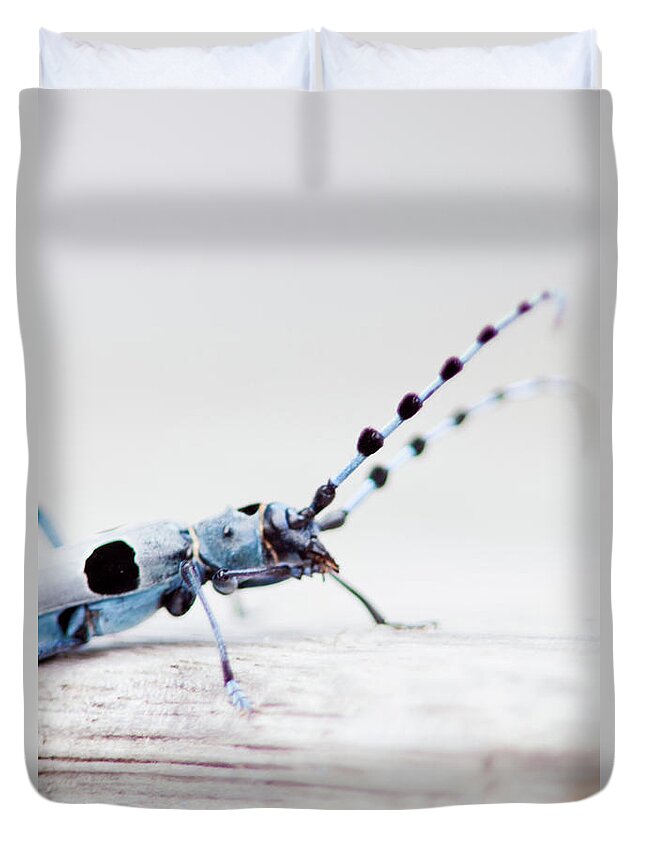 Insect Duvet Cover featuring the photograph Close Up Of Rosalia Longicorn Bug by Guido Mieth