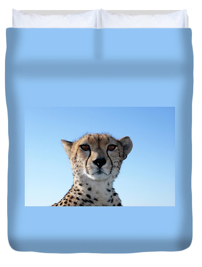 Kenya Duvet Cover featuring the photograph Close-up Of Wild Cheetah Sitting On by Gomezdavid